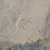 Fußabdrücke im Sand Fußabdrücke im Sand