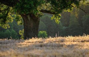 Baum und Wald